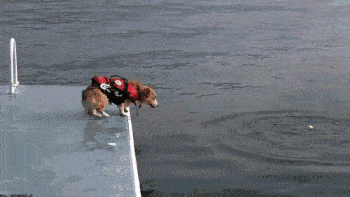 Dog jumping into Water