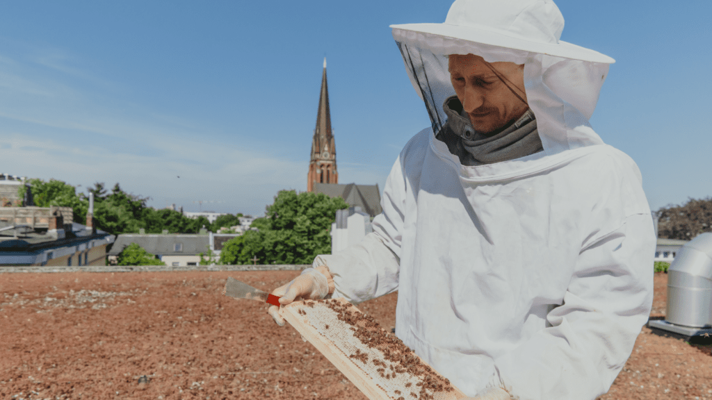 Maxim works with his bees in Hamburg