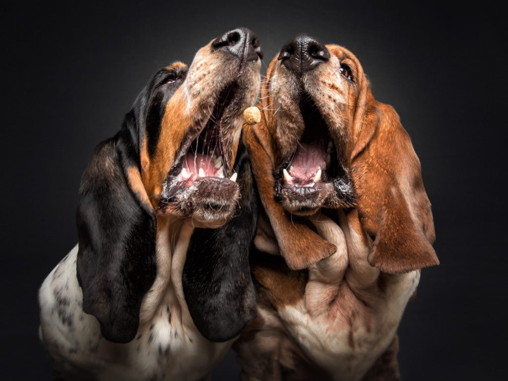 Hundefotografie Christian Vieler