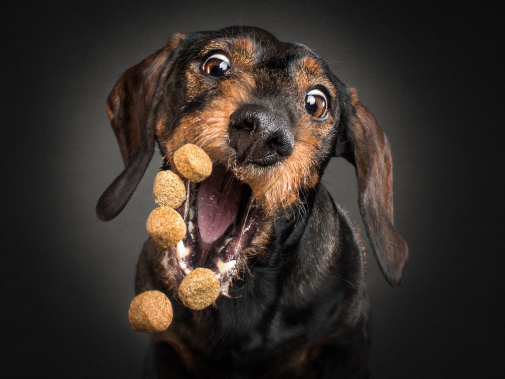 Christian Vieler Hundefotografie