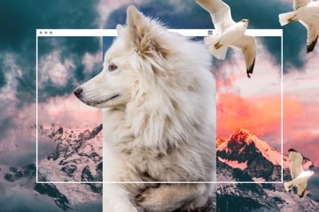 Naturfotografie Beispiel-Websites Jimdo